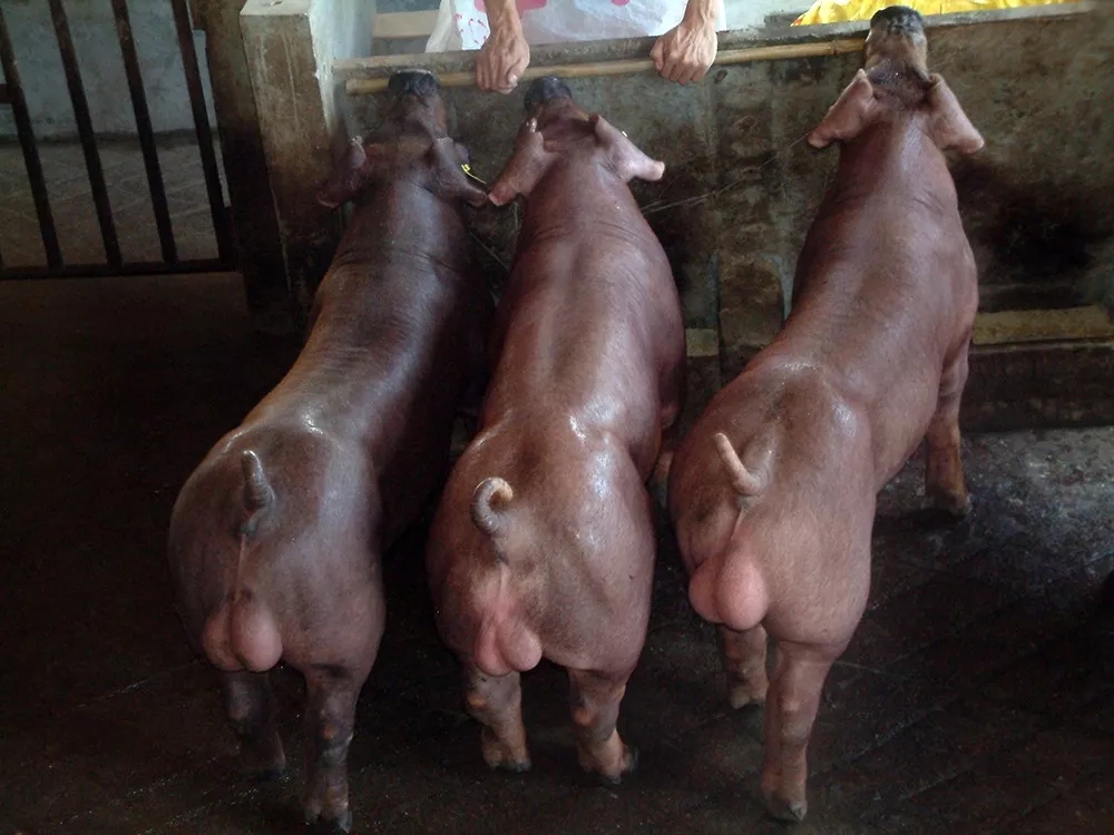 1632431056418828.jpg 1632431056418828.jpg