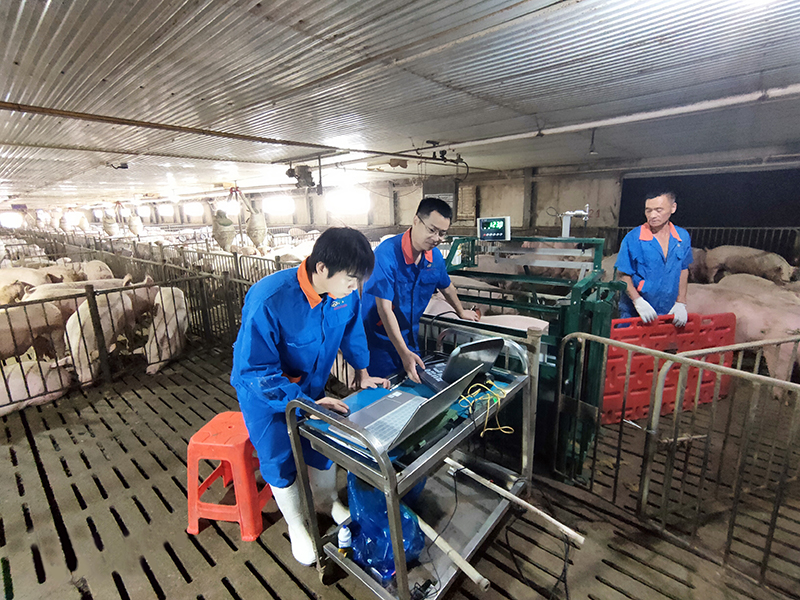 1632962888967079.jpg 種豬測定.jpg