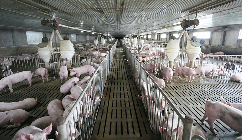 1632962955667115.jpg 育肥舍.jpg