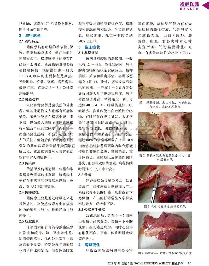 豬流行性感冒-2.jpg